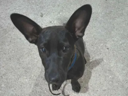 Cao SRD-ViraLata Medio 2-a-6-meses