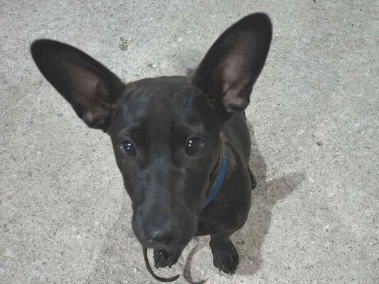 Cao - Macho Médio2 a 6 meses