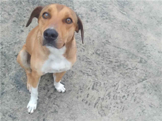 Cachorro cão para adoção Macho Médio  7 a 11 meses 