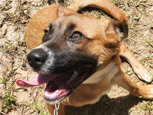 Cachorro cão para adoção Fêmea Médio  7 a 11 meses 