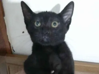 Gato Exótico Pequeno 2-a-6-meses