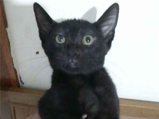 Gato para adoção Fêmea Pequeno 2 a 6 meses