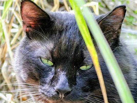 Gato Procura-Perdido Macho Médio 4 anos 