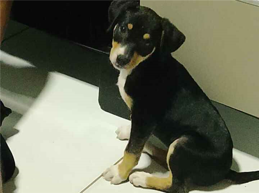 Cachorro cão para adoção Fêmea Médio  2 a 6 meses 