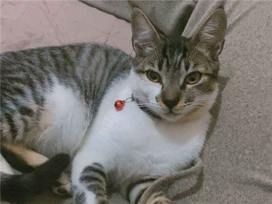 Gato para adoção Ambos Médio 2 a 6 meses