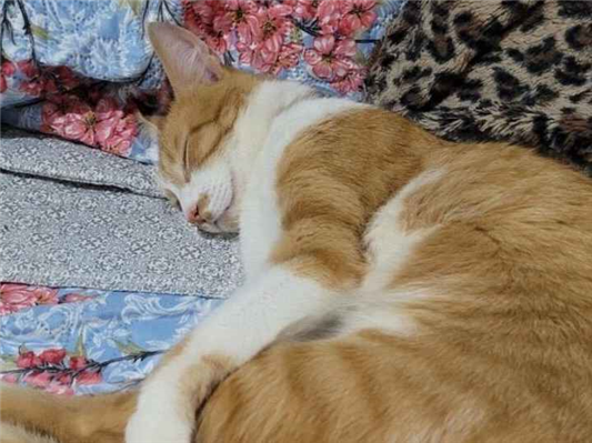 Gato Procura-Perdido Macho Médio 4 anos 