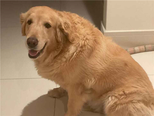 Cachorro cão para adoção Fêmea Grande 6 anos Acima 