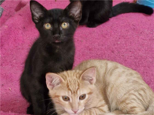 Gato para adoção Ambos Pequeno 2 a 6 meses
