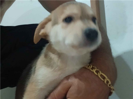 Cachorro cão para adoção Ambos Médio  Abaixo de 2 meses 
