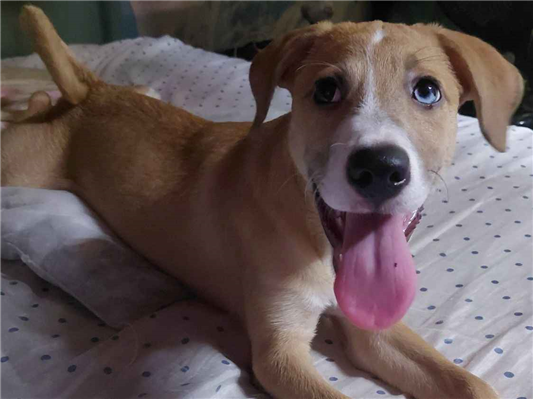 Cao - Fêmea Médio2 a 6 meses