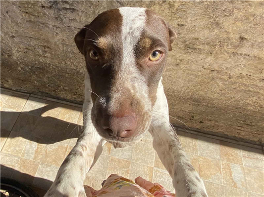 Cachorro cão para adoção Fêmea Médio  3 anos 