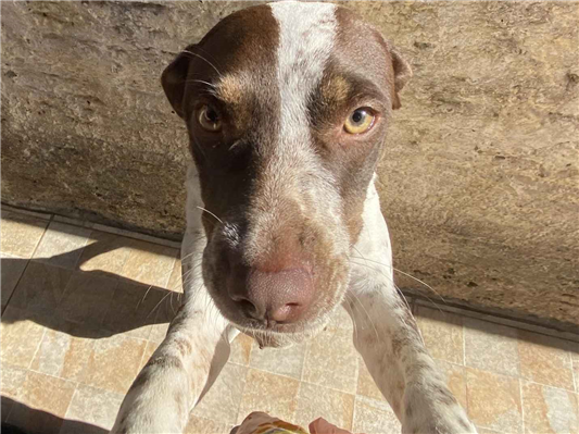 Gato para adoção Fêmea Médio 3 anos