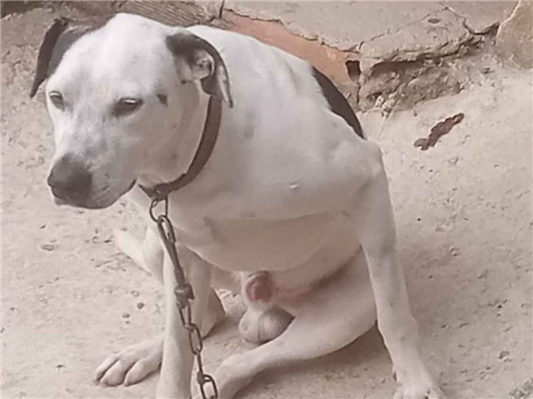 Cachorro cão para adoção Macho Médio  4 anos 