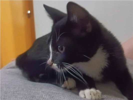 Gato para adoção Macho Pequeno Abaixo de 2 meses