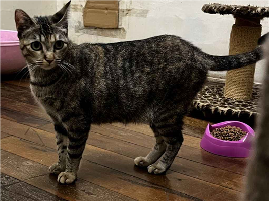 Gato Procura-Perdido Fêmea Pequeno 3 anos 