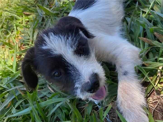 Cao - Macho Médio2 a 6 meses