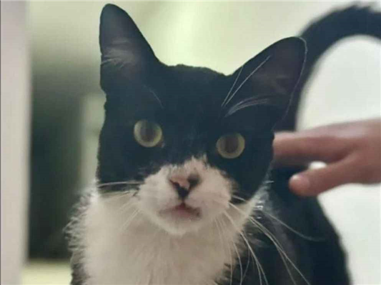 Gato para adoção Macho Pequeno 2 anos