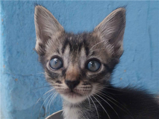 Gato para adoção Fêmea Pequeno 2 a 6 meses
