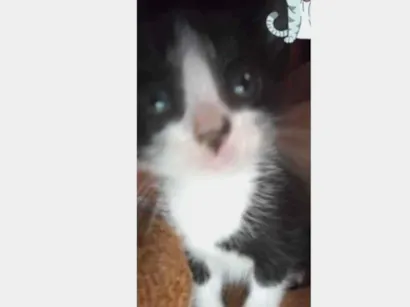 Gato SRD-ViraLata Pequeno 2-a-6-meses