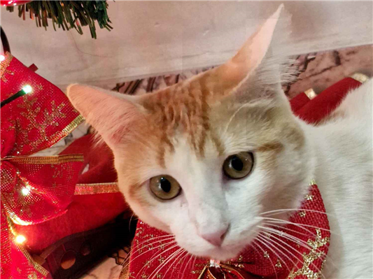 Gato para adoção Macho Médio 7 a 11 meses