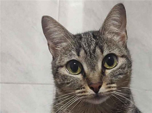 Gato para adoção Fêmea Médio 2 anos