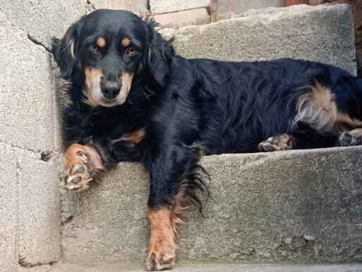 Cachorro cão para adoção Macho Pequeno 2 anos 