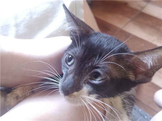 Gato para adoção Macho Pequeno 2 a 6 meses