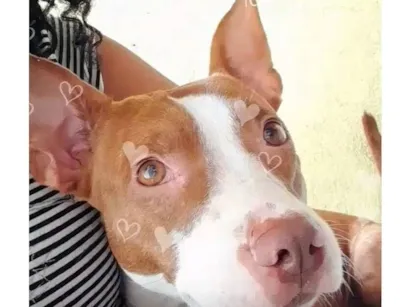 Cao Pit-Bull Medio 1-ano