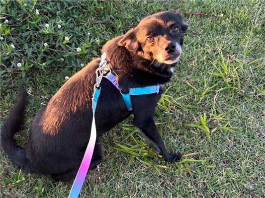 Cachorro cão para adoção Fêmea Pequeno 6 anos Acima 