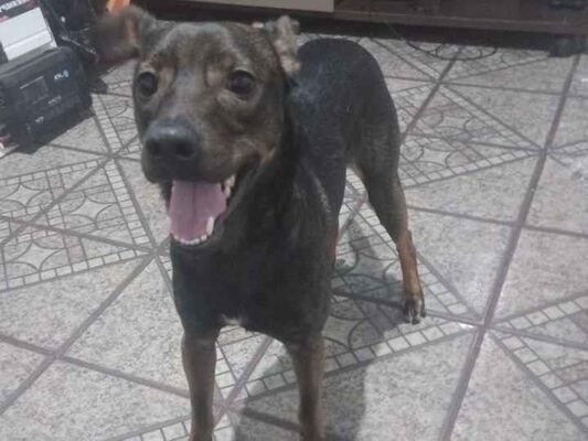 Cachorro cão para adoção Macho Médio  1 ano 