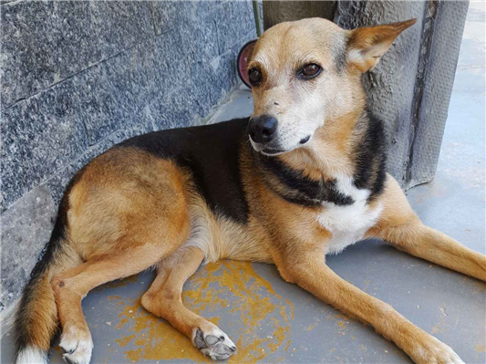 Cachorro cão para adoção Fêmea Médio  6 anos Acima 