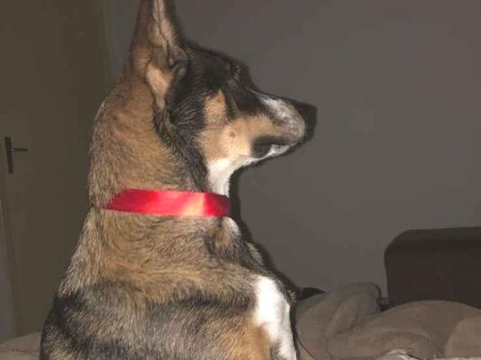 Cachorro cão para adoção Macho Grande 4 anos 