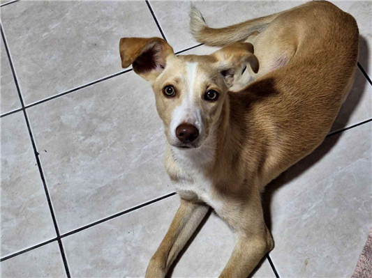 Cachorro cão para adoção Fêmea Médio  2 a 6 meses 