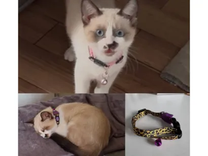 Gato SRD-ViraLata Pequeno 2-a-6-meses