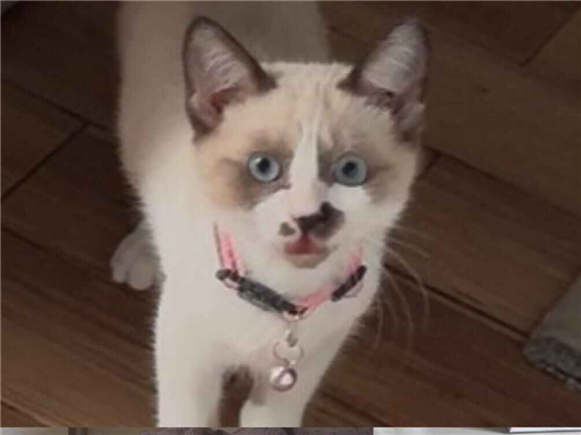 Gato Procura-Perdido Fêmea Pequeno 2 a 6 meses 