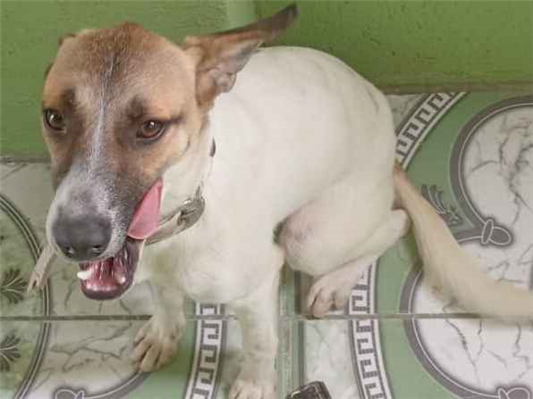 Cachorro cão para adoção Ambos Médio  7 a 11 meses 
