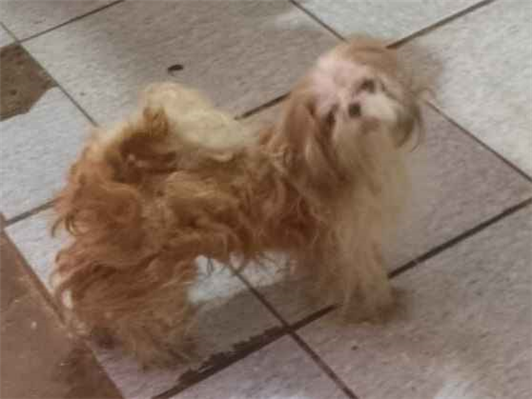 Cachorro cão para adoção Macho Pequeno 6 anos Acima 