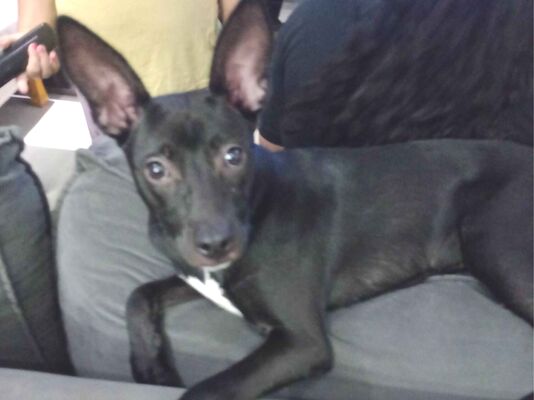 Cachorro cão para adoção Fêmea Médio  2 a 6 meses 