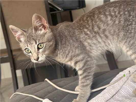 Gato para adoção Macho Pequeno 2 a 6 meses