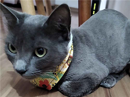Gato para adoção Fêmea Médio 2 anos