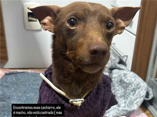 Cachorro cão para adoção Macho Pequeno 2 anos 