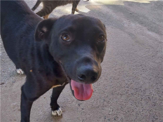 Cachorro cão para adoção Ambos Médio  7 a 11 meses 