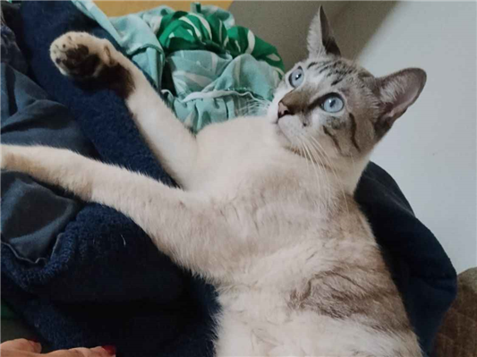 Gato para adoção Macho Médio 2 anos