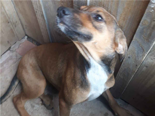 Cachorro cão para adoção Fêmea Médio  2 a 6 meses 