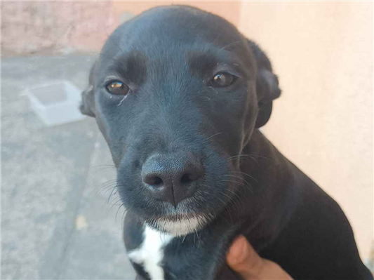 Cachorro cão para adoção Fêmea Pequeno 2 a 6 meses 