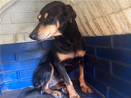 Cachorro cão para adoção Fêmea Pequeno 6 anos Acima 