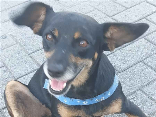 Cao - Fêmea Médio6 anos Acima