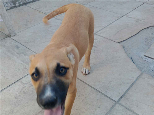 Cachorro cão para adoção Macho Médio  2 a 6 meses 