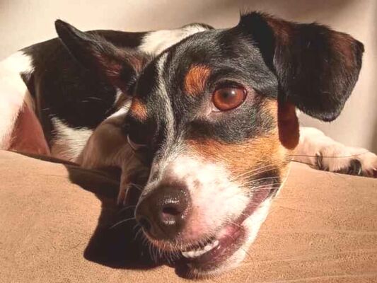 Cachorro cão para adoção Fêmea Pequeno 3 anos 