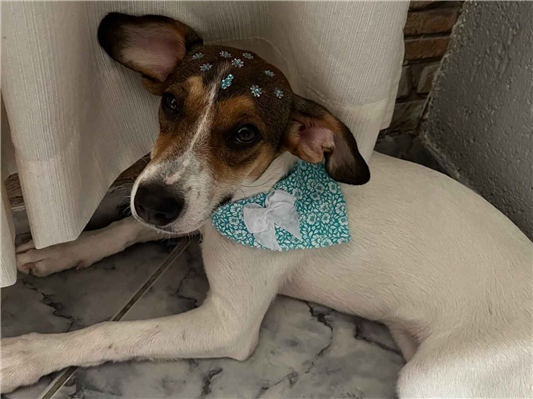 Cachorro cão para adoção Fêmea Médio  1 ano 